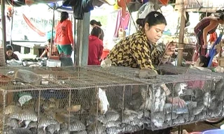 Người dân Đồng Tháp Mười kiếm tiền triệu mỗi mùa từ nghề “SBC”.