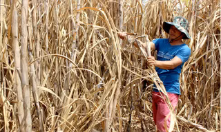 Mía quá lứa, khô héo nằm chờ thu mua.