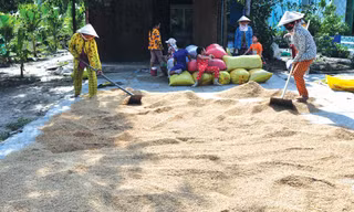 Bà Nguyễn Thị Chính cùng con cháu đảo lúa. Ảnh: Hòa Hội