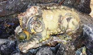 Con nghê “biến mất” sau khi trùng tu lăng vua, được đưa đi phục chế tại Bát Tràng, Hà Nội.