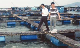 Kỹ sư Võ Ðông Ðức (bên phải) bám biển để sản xuất cá chẽm giống quy mô công nghiệp. Ảnh: T.N.A.