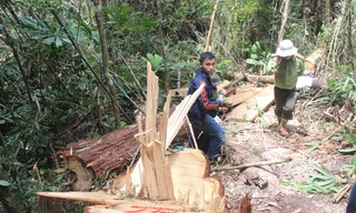 Hiện trường vụ phá rừng Pơ mu ở biên giới Quảng Nam