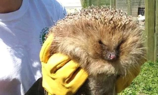 Chú nhím có biệt danh Arbuckle.