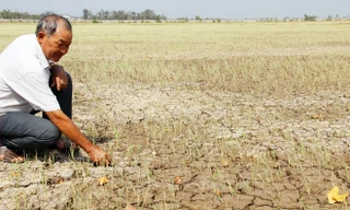 Một cánh đồng nứt toác đất mặt ruộng ở huyện Long Phú, Sóc Trăng.. Ảnh: Zing