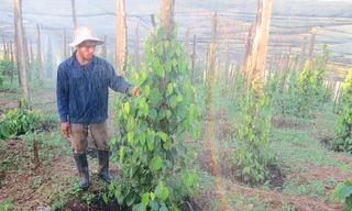 Ứng dụng công nghệ hiệu quả cao 