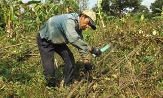 Ông Hải đang đốn cam sành. Ảnh: Hòa Hội