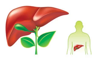 Bí quyết để có một lá gan khỏe!