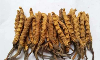  Đông trùng Hạ thảo trong tự nhiên dù rất đắt nhưng không có tác dụng chống ung thư như quảng cáo.