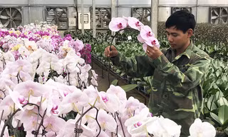 Công ty Trường Hoàng nhập nhiều giống lan hồ điệp mới.