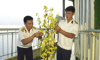 Chuẩn bị cành mai đón xuân về. Ảnh: DK1