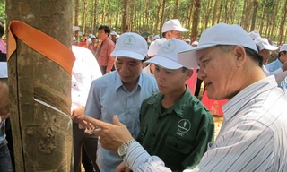 Hướng dẫn, đánh giá chất lượng mủ cao su.