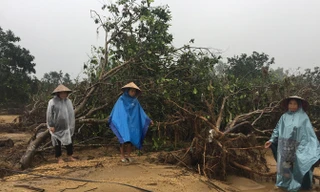 Tan hoang vườn bưởi Phúc Trạch. Ảnh: Việt Hương