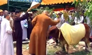 Quy y cho bò tại khuôn viên chùa Pháp Hải. Nguồn: Internet