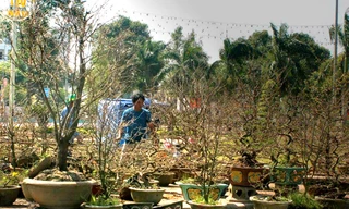 “Lão mai” đọ sắc với mai ghép