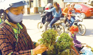 Mang đặc sản núi rừng ra thành phố bán. Ảnh: Duy Chiến