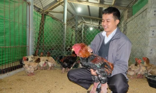 Ông Lê Quang Thắng bên gà Đông Tảo thuần chủng.
