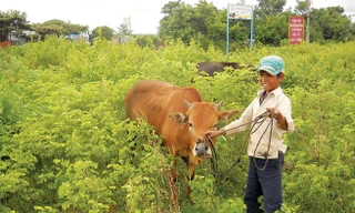 Rah Mah Tih đang dắt bò ngoài bãi chăn đồng thời trông các em.