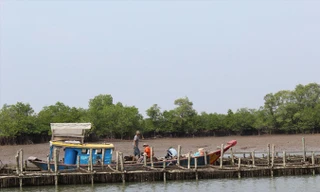 Một giàn nuôi hàu trên sông Mỏ Nhát.