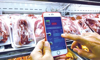 Đeo vòng truy xuất cho lợn để đối phó