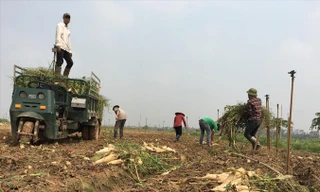 Thu gom củ cải lên xe để mang đi tiêu hủy.