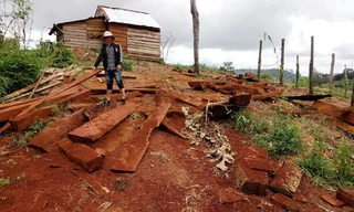 Một điểm chuyên xẻ gỗ khủng nằm ven đường dẫn vào rừng.