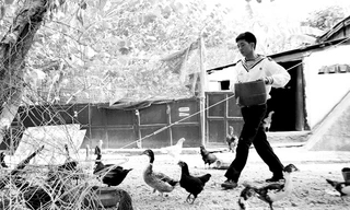 Những vườn rau xanh, đàn gà đàn vịt tạo nên khung cảnh gần gũi của làng quê nơi đất liền (Trong ảnh, chiến sỹ Nguyễn Tấn Đạt, SN 1995 ở đảo Nam Yết chăm sóc đàn gia cầm của đội). Ảnh: Xuân Tùng