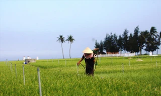 Vùng trồng tỏi ở Lý Sơn.