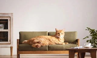 Sofa giường dành cho mèo.