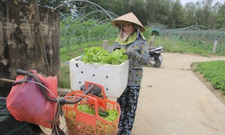 “Cả xe rau ni của tui may lắm được mấy chục ngàn”, bà Đinh Thị Luận (thôn Thạch Nham Tây, xã Hòa Phong). Ảnh: Thanh Trần.