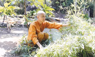 Trúc đen, loài tre quý hiếm được ghi trong Sách đỏ đã có mặt trong khu bảo tồn tre của thầy Thích Thế Tường. Ảnh: Thanh Trần