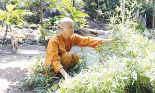 Trúc đen, loài tre quý hiếm được ghi trong Sách đỏ đã có mặt trong khu bảo tồn tre của thầy Thích Thế Tường. Ảnh: Thanh Trần