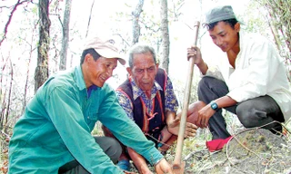 Ama Kông dạy Khăm Phết và cháu nội cách đào củ thuốc quý.