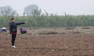 Khu ruộng của chị Nguyễn Thị Lan đã bị lấy đem chia cho người khác. Ảnh: Minh Tuấn