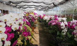 Lan hồ điệp trồng trong nhà kính