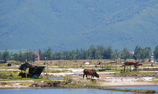 Bò gặm cỏ trên cánh đồng muối Kỳ Hà. Ảnh: Đức Anh