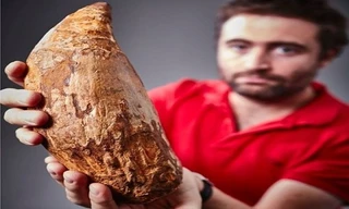 Nhà cổ sinh vật học Erich Fitgerald nhận xét việc phát hiện chiếc răng có ý nghĩa quan trọng. Ảnh: AFP. 