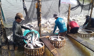 Nông dân nuôi tôm, cá tra bị móc túi vì đầu vào qua nhiều khâu trung gian. Ảnh: Phạm Anh