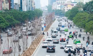 Hàng cây phong lá đỏ vừa được trồng trên phố Trần Duy Hưng (Hà Nội).