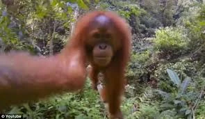 Bắn chết đười ươi hiếm để cứu em bé