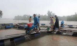 Hàng chục tấn cá bị tuột nhớt, hấp hối khiến người dân phải bán rẻ. Ảnh: H. Văn