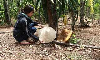 Nấm to bằng chiếc nón lá.