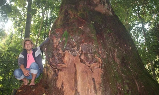 Một cây Pơ mu cổ thụ hàng trăm năm tuổi.