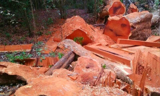 Những gốc cây lớn tại hiện trường phá rừng gần đồn BP 741.