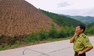 Ông Phạm Văn Triển, Hạt trưởng Hạt Kiểm lâm Đông Triều vào tận nơi rừng phòng hộ bị chặt phá.