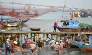 Bến cá quá tải vì cầu mới