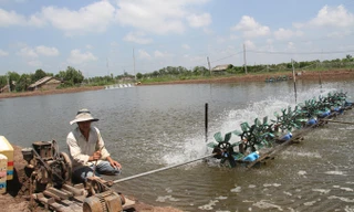 Cấp điện nuôi tôm cho người dân tại Trà Vinh.