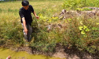 Người dân Thới Bình, U Minh đang chỉ nước đã cạn xuống trên cánh đồng. Ảnh: Tiến Hưng
