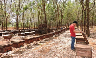 Đàn ong đặt trong vườn cao su.
