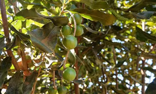 Cây mắc ca trồng tại Tây Nguyên