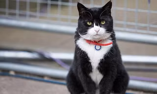 Mèo Palmerston